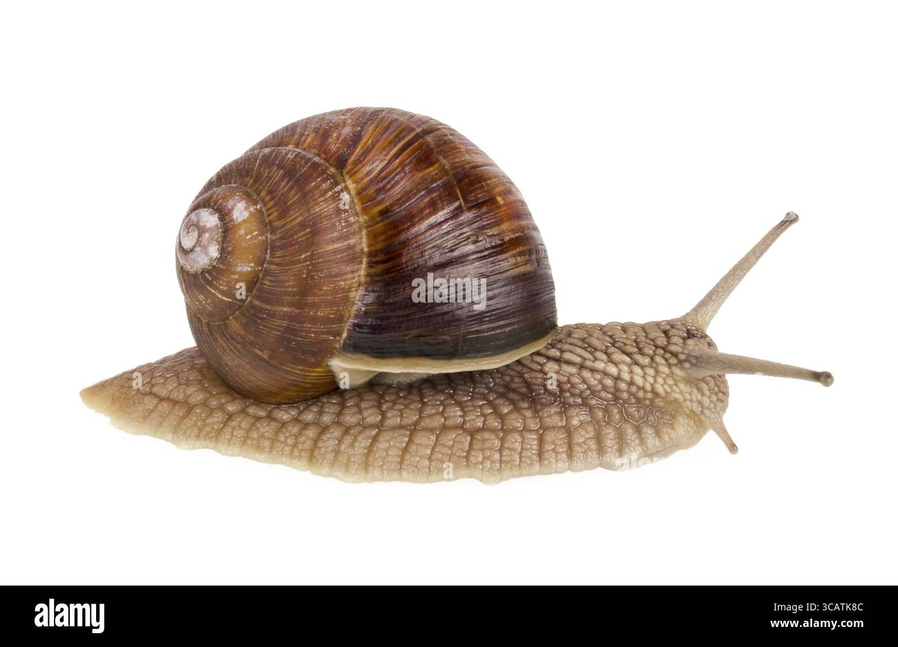 Un vero e proprio vivere isolato molla macro lumaca alta risoluzione studio shot. Messa a fuoco selettiva Foto Stock