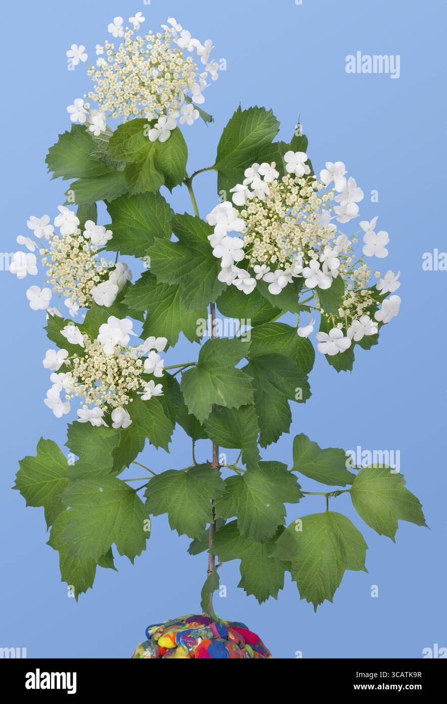 Ramo della molla bianco viburno-rose fiori isolati su blu cielo sfondo ciano Foto Stock