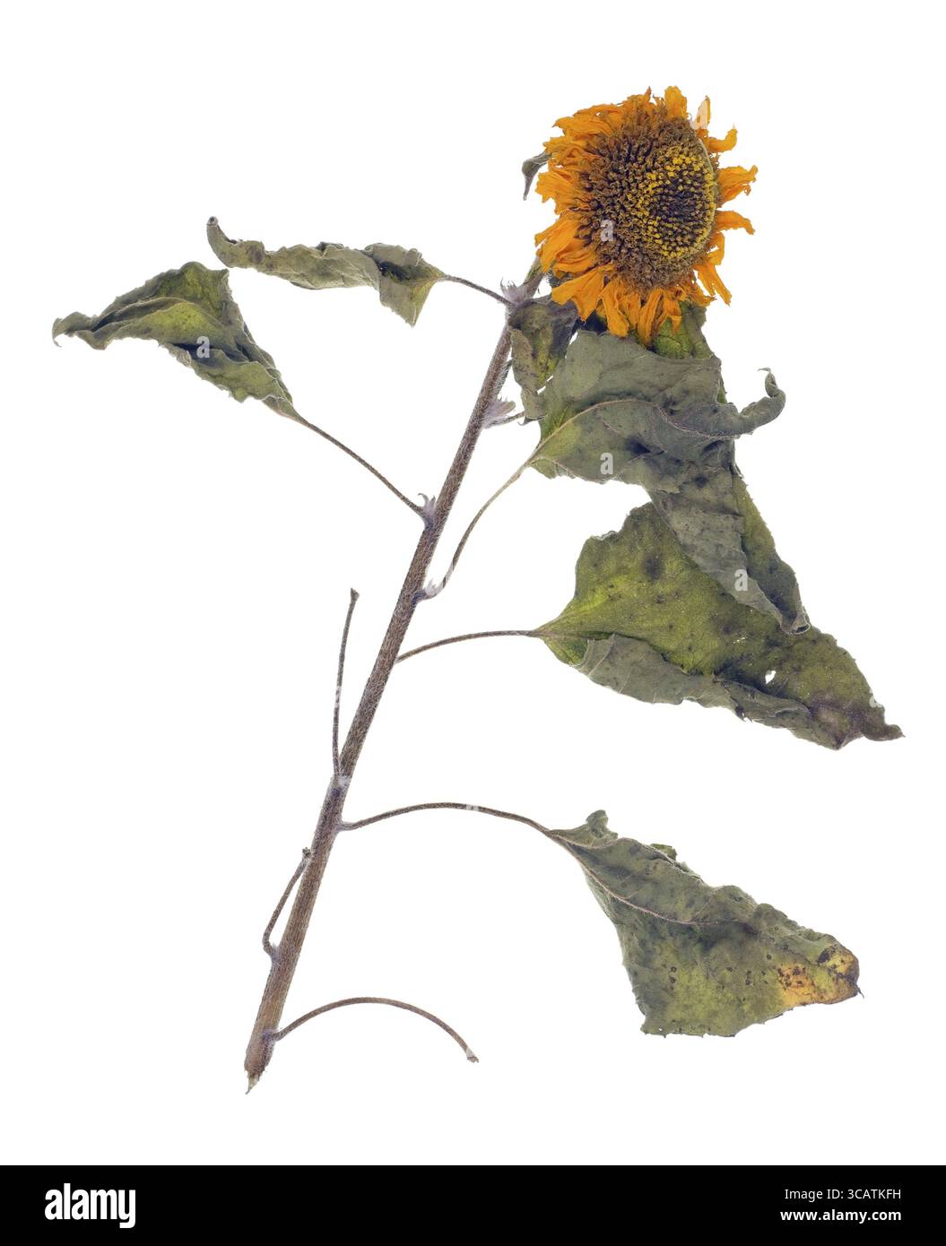 Girasole morto - foglie verdi secche e fiori gialli sfumati. Concetto di pelle per pazienti più anziani. Isolato su uno studio bianco Foto Stock