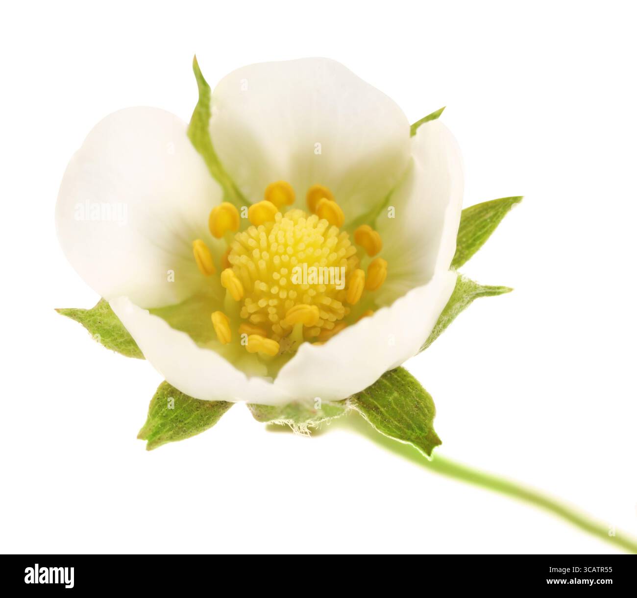Un bellissimo fiore di fragole isolato su bianco Foto Stock