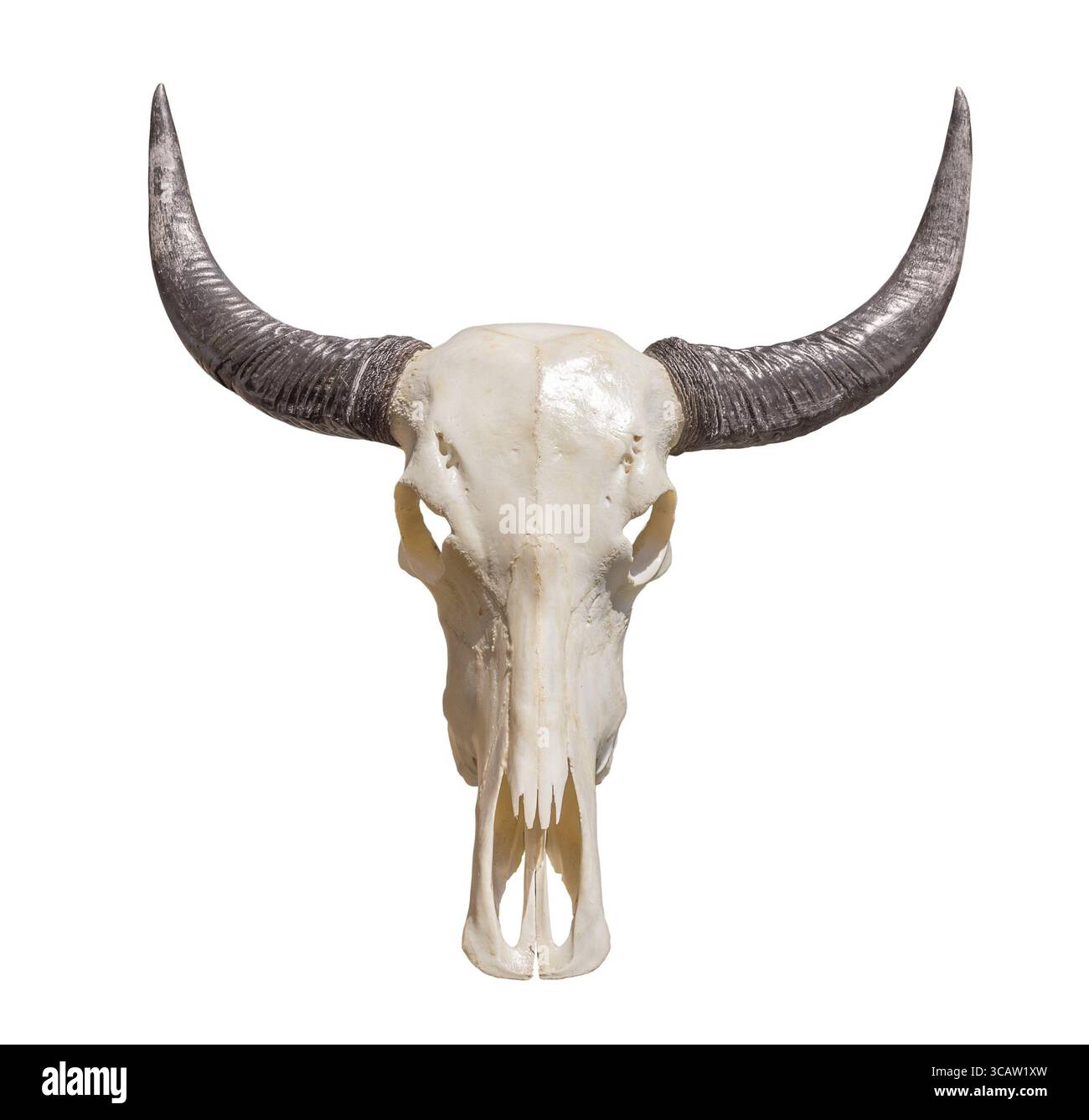 Cranio di animale con corna nella schiena bianca Foto Stock