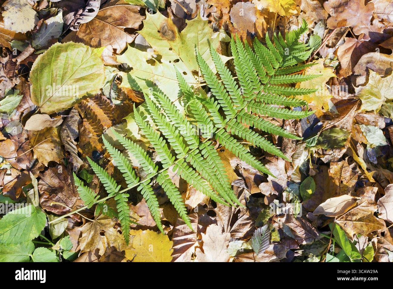 Foglie verdi della foresta di felci selvatiche si trovano su foglie autunnali dorate di quercia, acero e aspro. Soleggiato giorno d'autunno. Messa a fuoco selettiva Foto Stock
