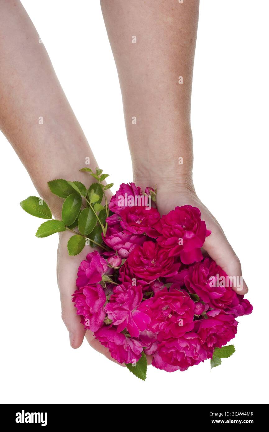 Rose profumate rosa per l'industria dei profumi nelle mani dei lavoratori rurali. Concetto di ripresa isolata in studio Foto Stock