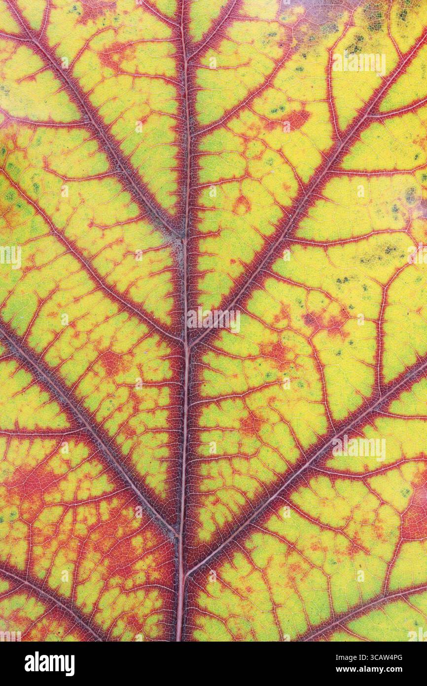 Autunno vari colori - dal verde al rosso e al giallo - in una foglia di quercia. Lo studio macro di ottobre è stato girato come concetto di vene e vasi sanguigni Foto Stock