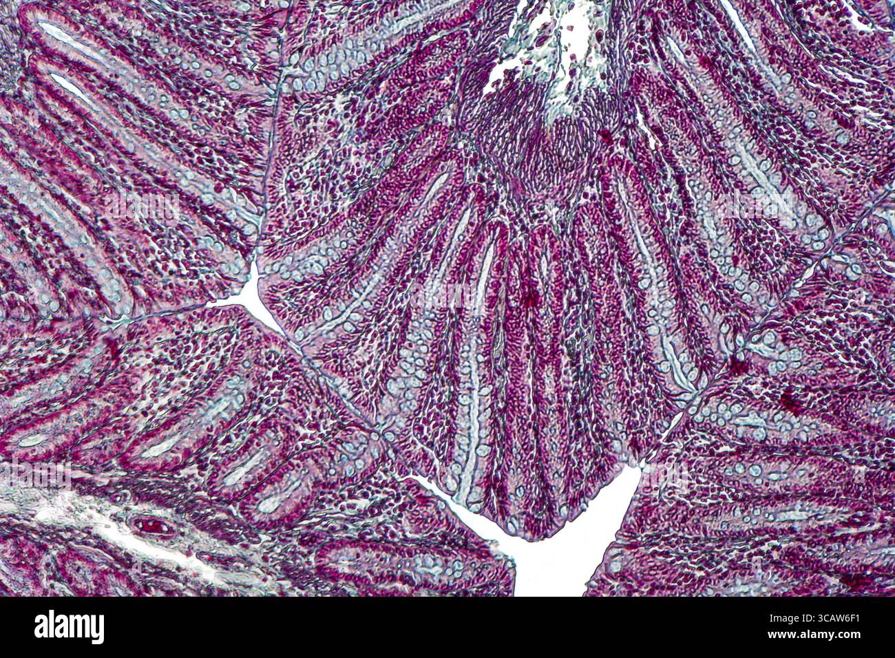 Dettaglio microscopico dell'intestino crasso di un topo Foto Stock