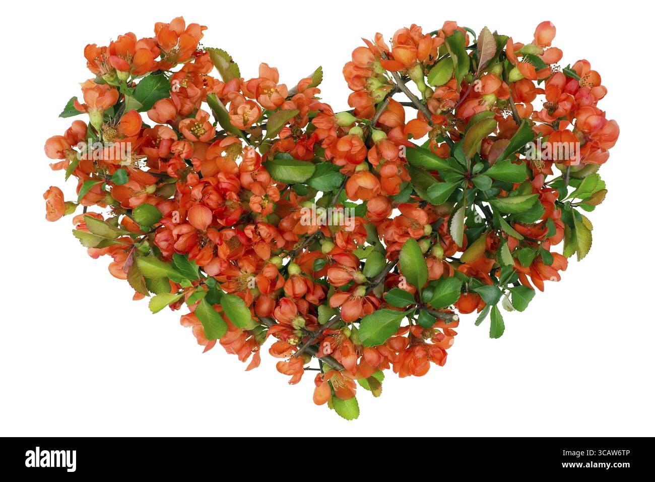 Cuore viola del concetto di drago asiatico - il simbolo del cuore è fatto dei rami fioriti della cotogna giapponese. Isolato Foto Stock