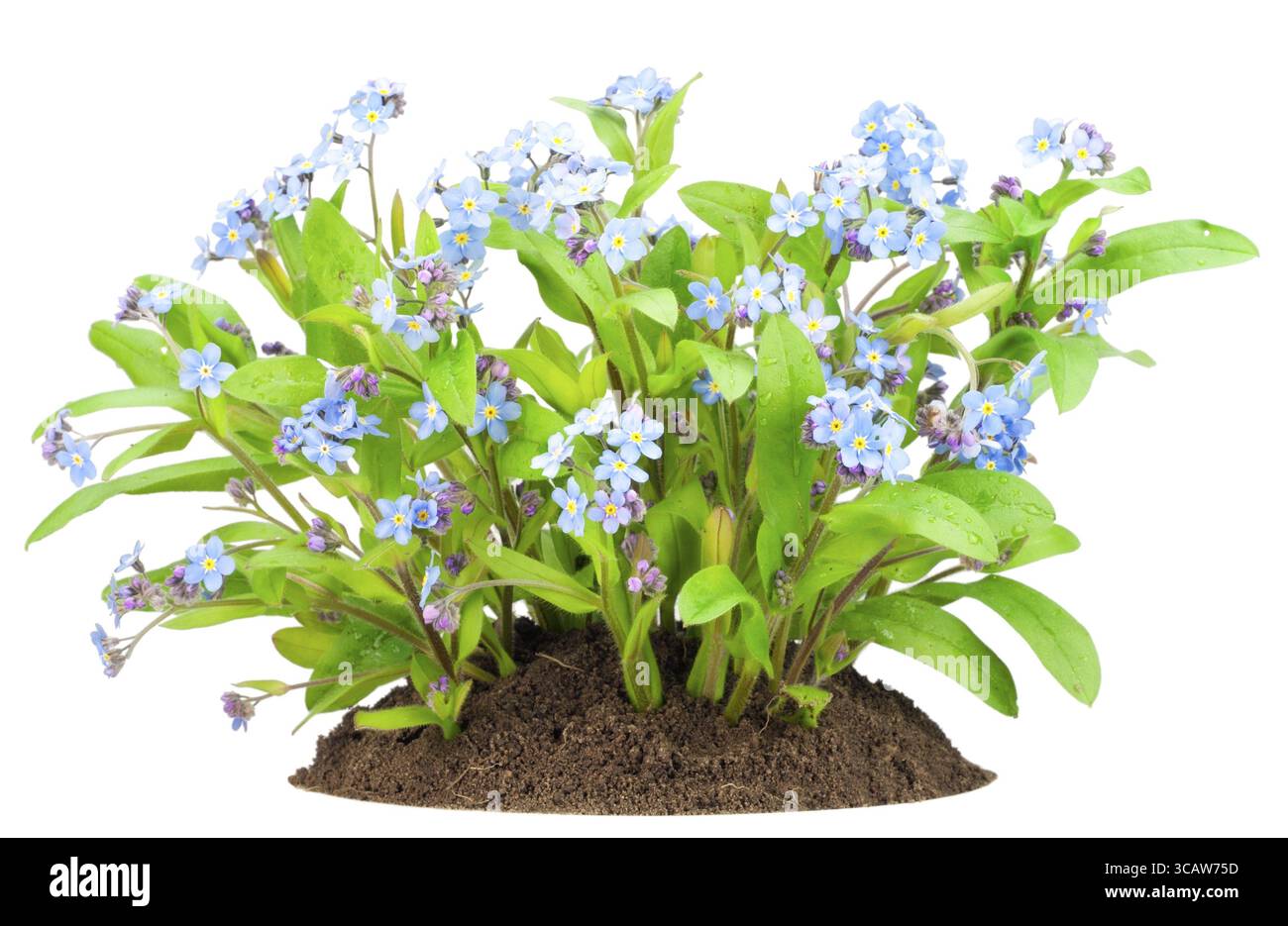 Un piccolo cespuglio di primavera blu che dimentica i fiori (myosotis) sul letto dopo che la pioggia è stata isolata Foto Stock