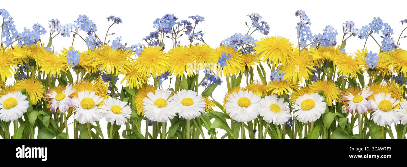 Molla reale frontiera dal giallo di tarassaco, bianche margherite e dimenticare blu-me-NOT (Myosotis fiori). Isolato su bianco Foto Stock