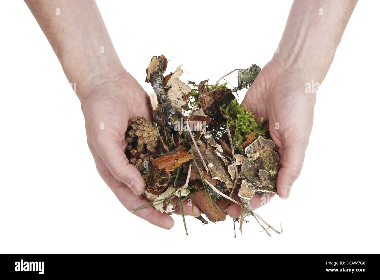 L'uomo anziano della foresta tiene in mano frammenti di legno naturale copertura del terreno con muschio, coni e altri oggetti naturali Foto Stock