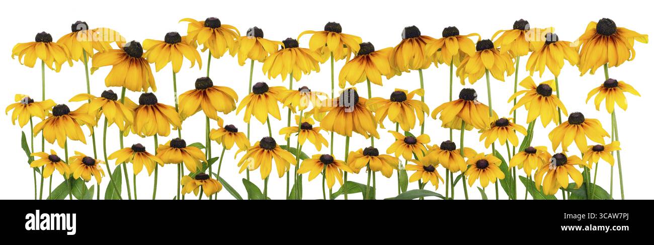 Il coneflower giallo (echinacea) sul letto è grande isolato sulla linea bianca Foto Stock