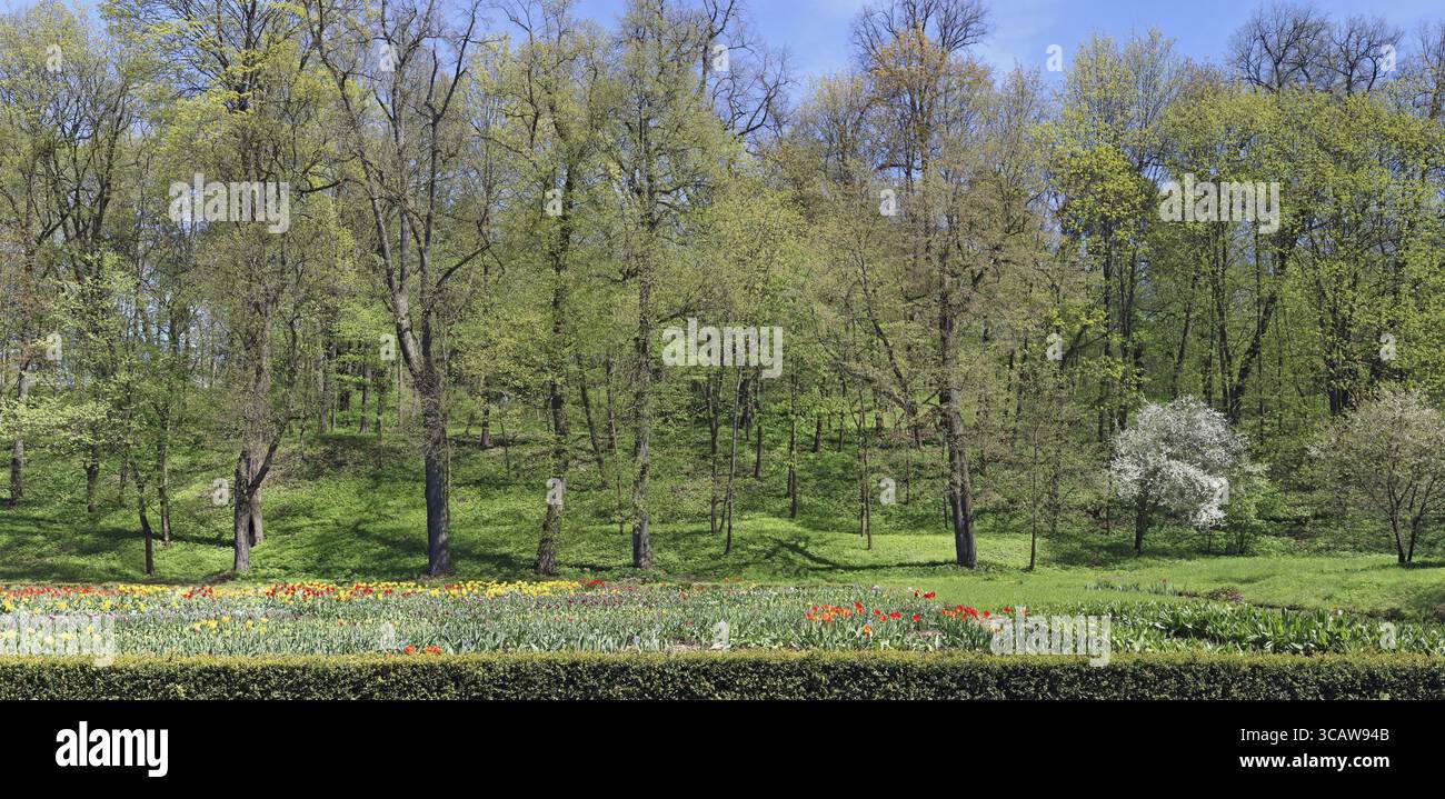 Piantagioni di fioritura di tulipani a molla su una foresta solare glade. Una bassa siepe verde da un arbusto sempreverde. Collage panoramico Foto Stock