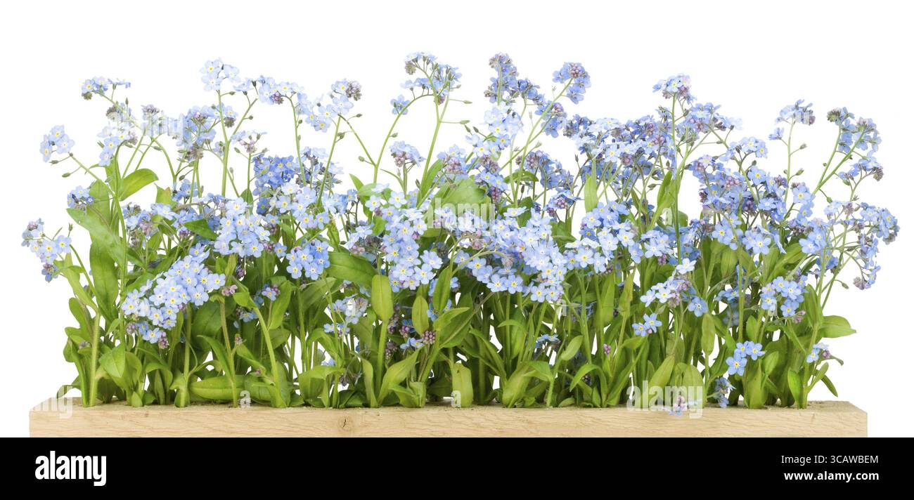 Bordo dai fiori blu di primavera Forget-me-nots (Myosotis) isolati su bianco Foto Stock