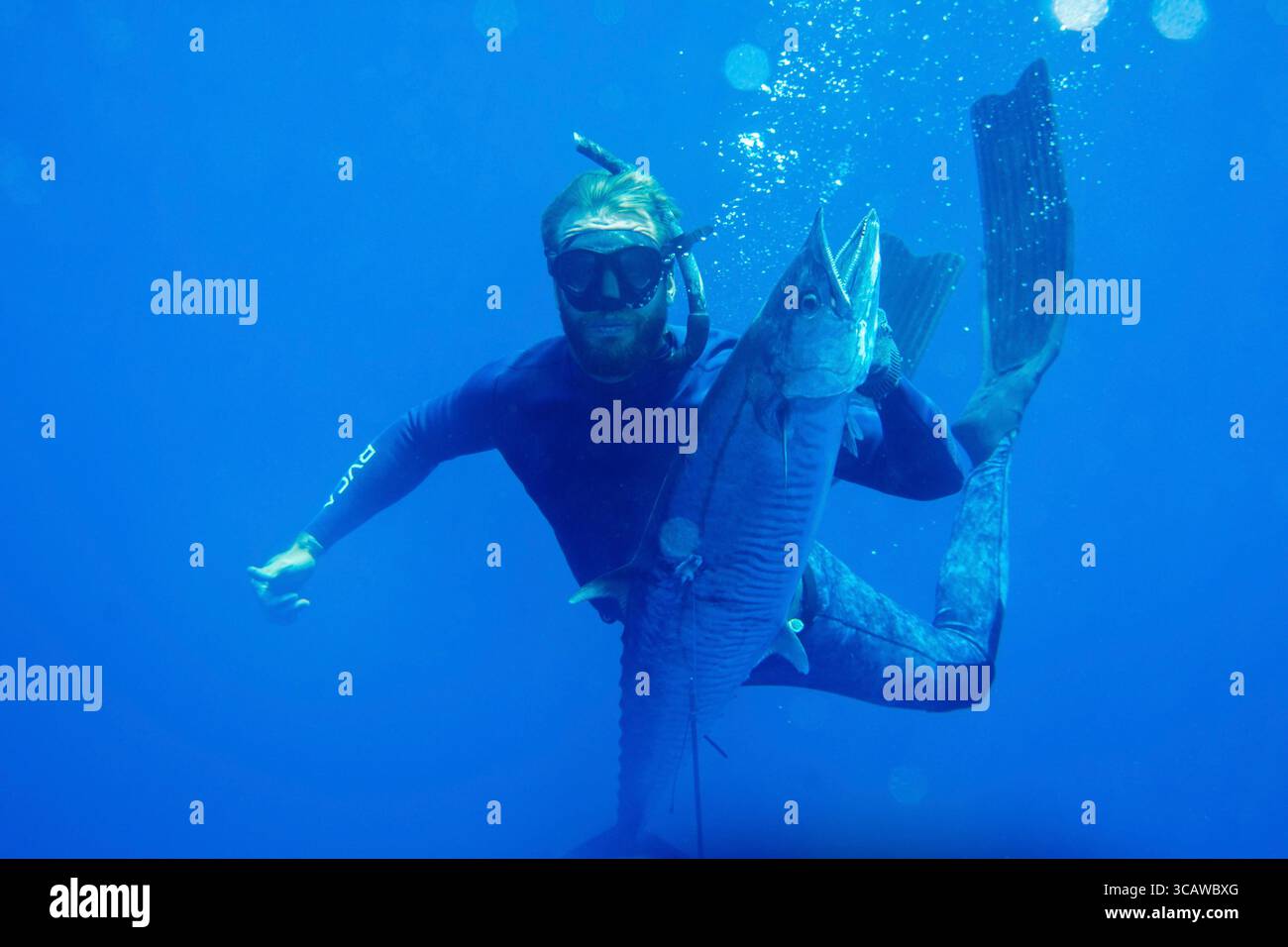 Pesca subacquea a wahoo, sgombro spagnolo, acque tropicali dell'Indonesia Foto Stock