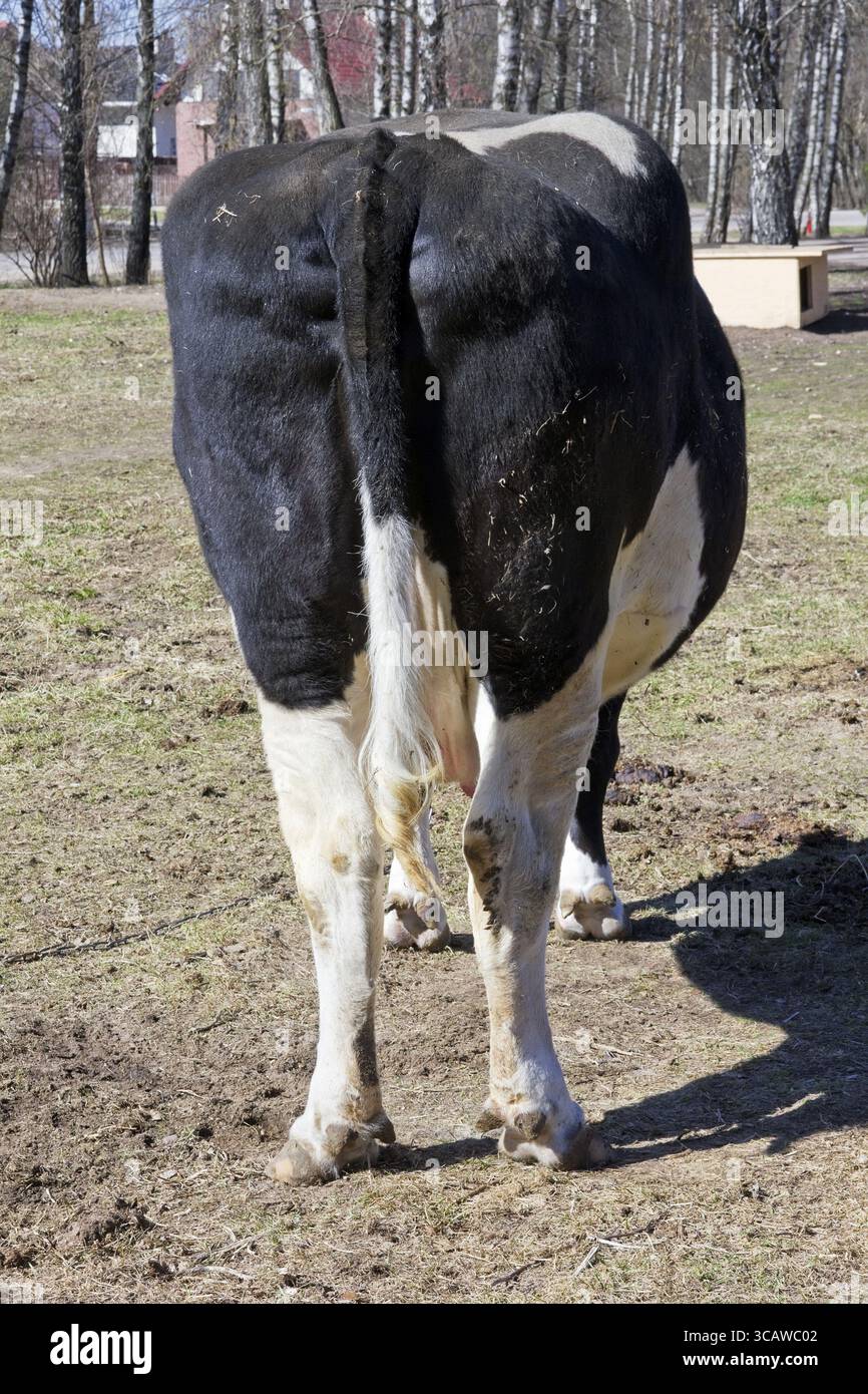 Sporco grasso di mucca bum e la coda. Rurale soleggiata giornata di primavera paesaggio. Messa a fuoco selettiva Foto Stock