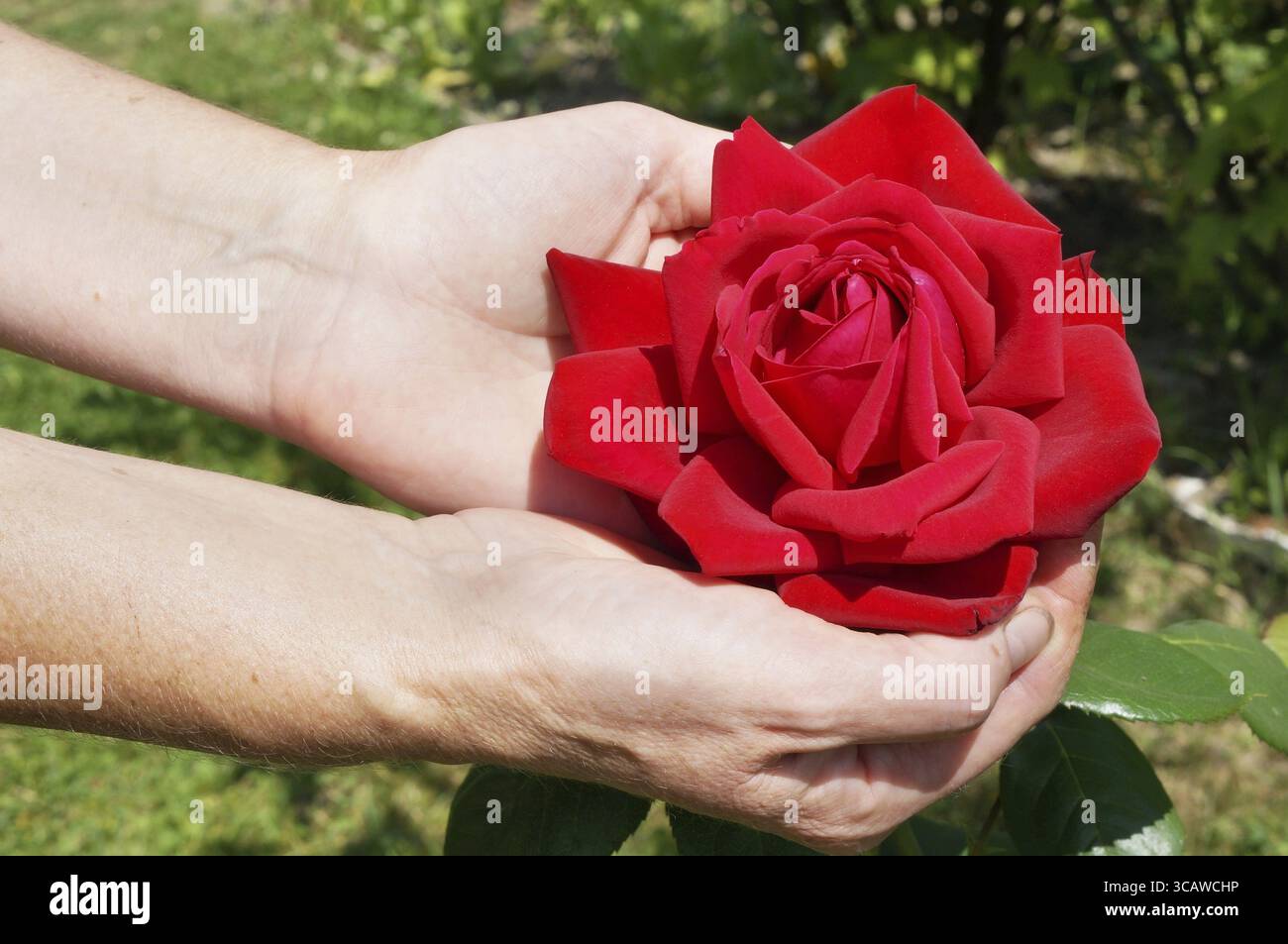 Un anziano contadino del Villaggio donna detiene un enorme Red Rose fiore del tipo Eva Harkness. Sunny luglio giorno soft focus shot Foto Stock