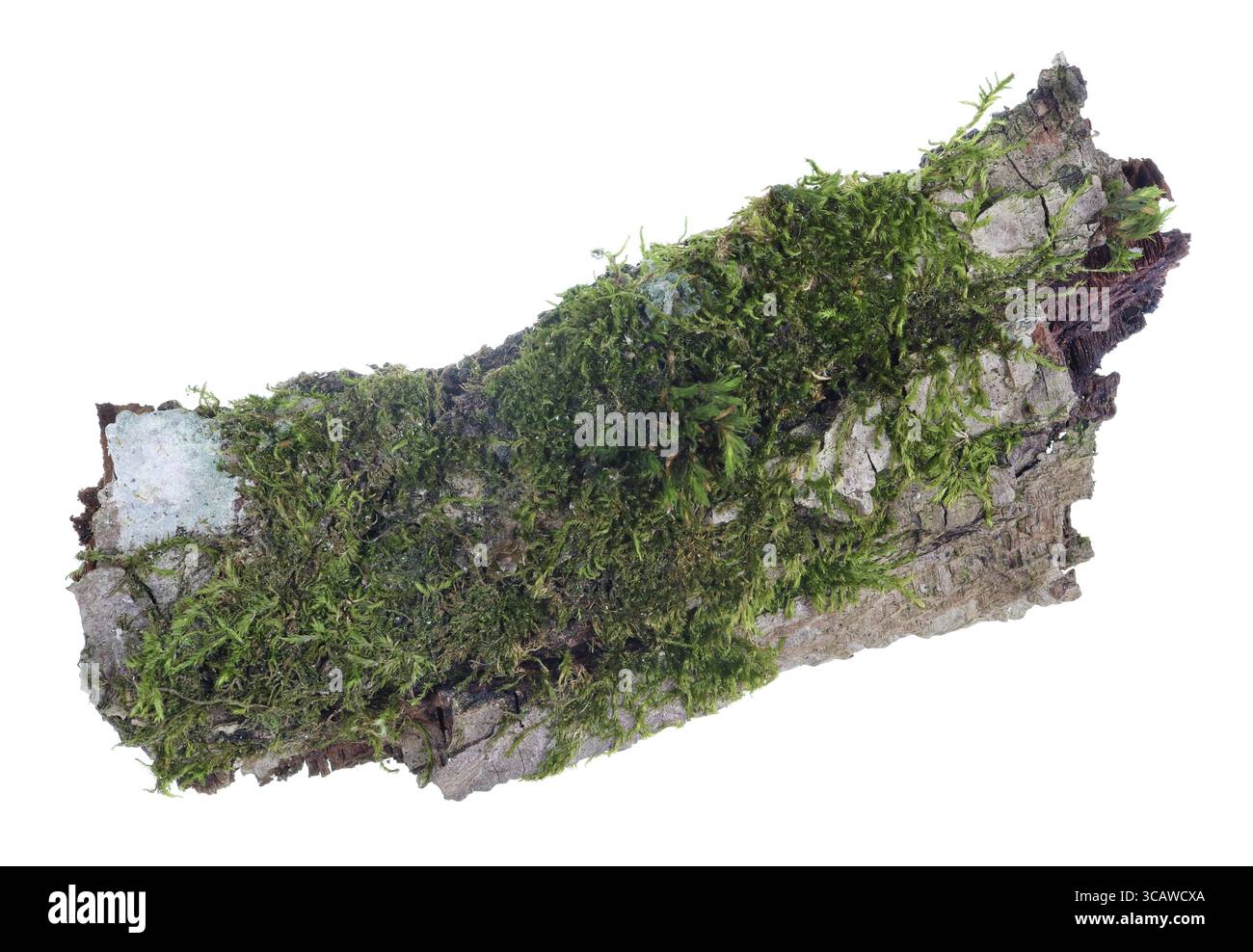 Ecosistema su un pezzo di corteccia di pino. Muschio verde della foresta naturale europea e pianta di lichene. Isolato su macro shot bianco in studio Foto Stock