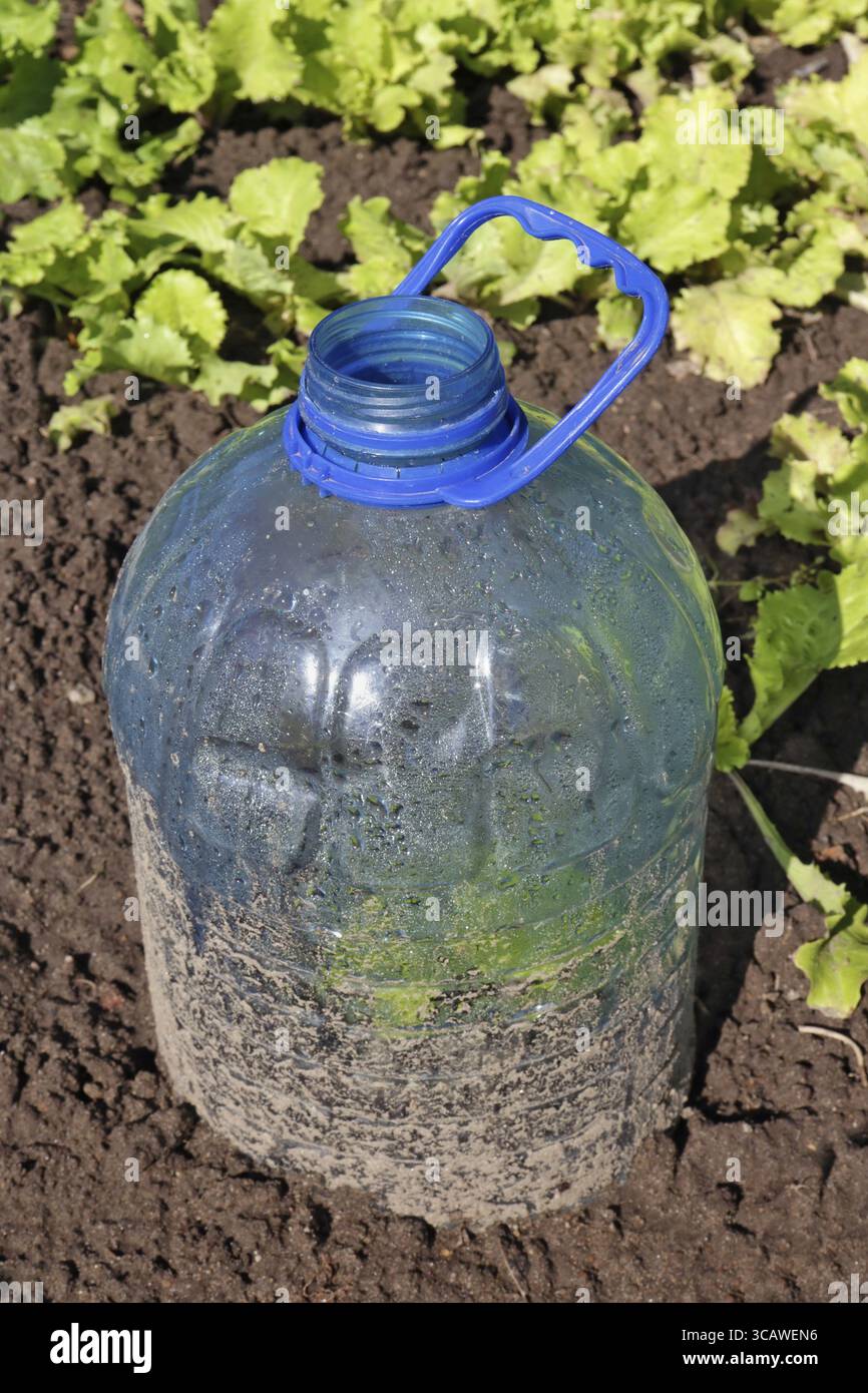 Una mini serra per i germogli di lattuga giovani è fatta da una bottiglia di plastica corta. Concetto di tecnologia rurale Foto Stock