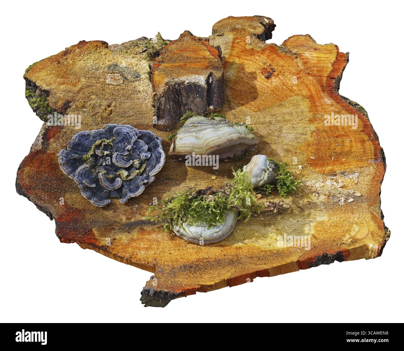 Funghi e muschio si trovano su un fresco taglio di sega bagnata di un vecchio pino. Isola foresta objest esterno Foto Stock