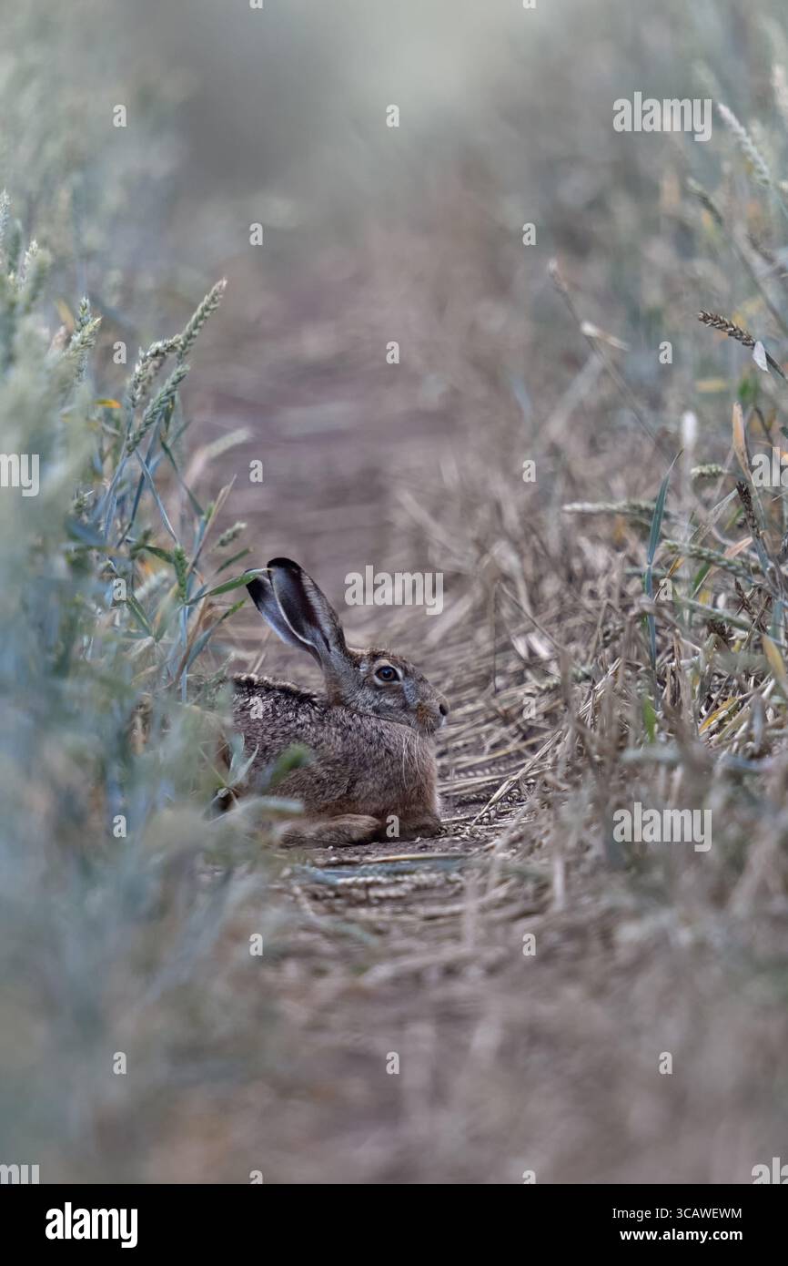 Lepre marrone / lepre europeo ( Lepus europaeus ) che giace in un campo di mais, riposante in una pista di trattore, fauna selvatica, Europa. Foto Stock