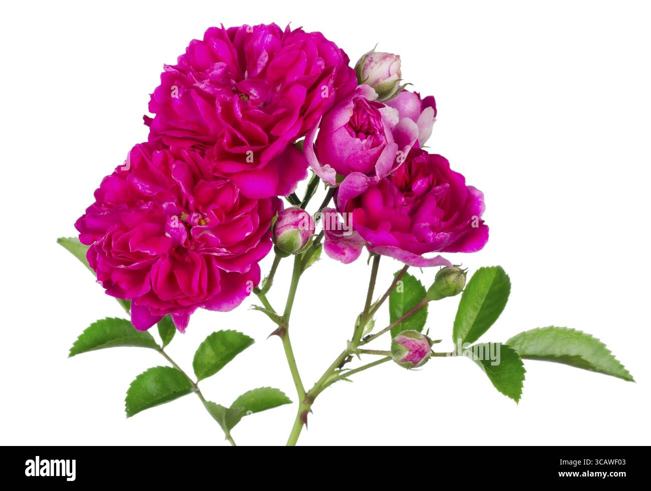 Rosa Bianca sul concetto di natura isolata. Arte focus Foto Stock