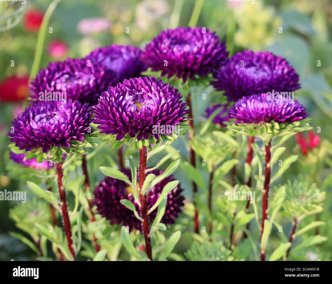 Fioristi-crisantemo in varie fasi di Bloom Foto Stock