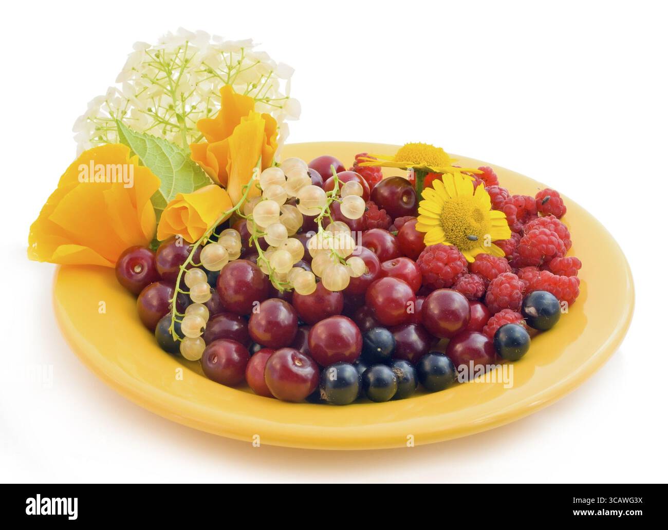 Bacche ecologiche pure di lampone, ciliegia, ribes con insetti. Isolato su bianco Foto Stock