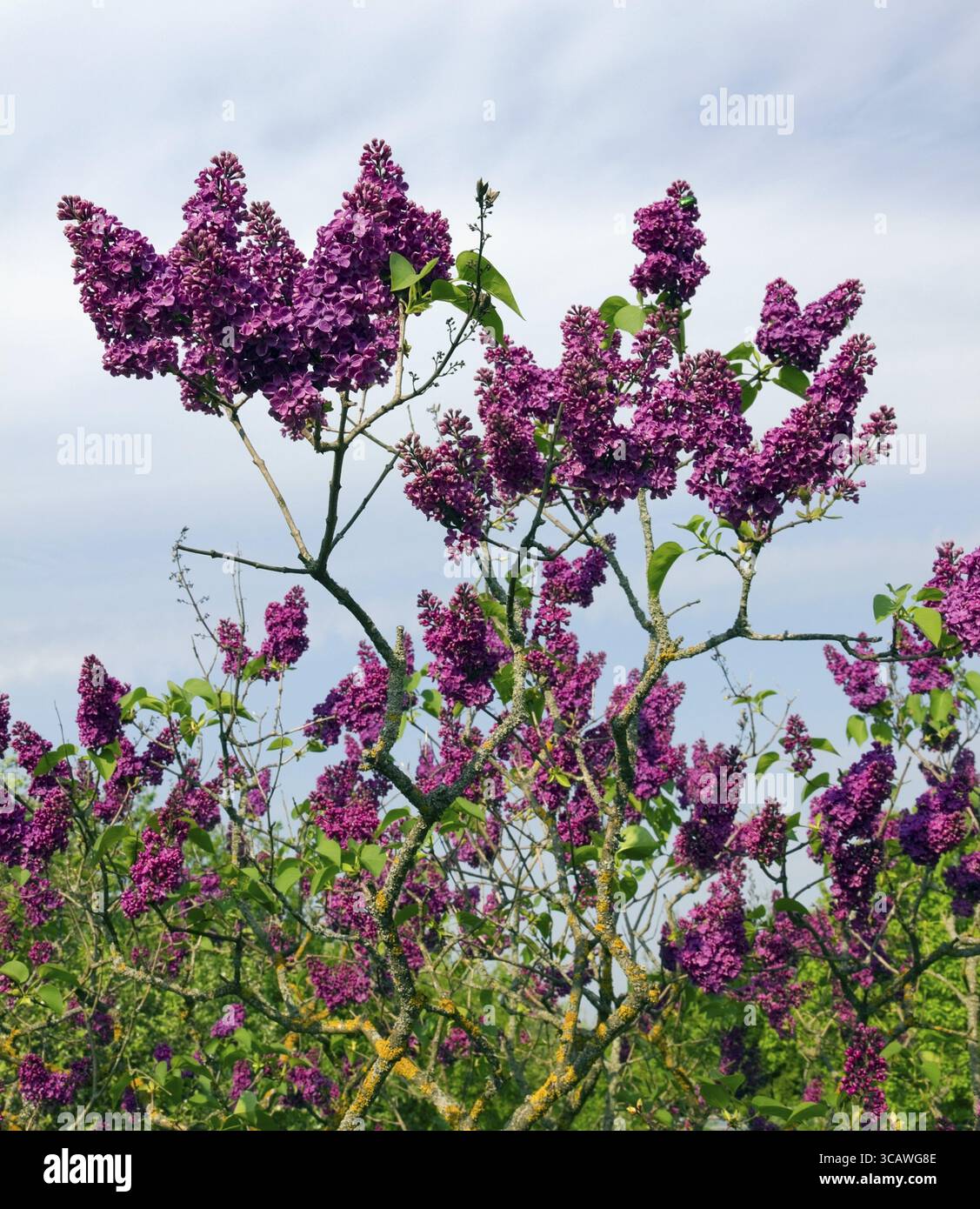 La vecchia boccola di una molla lilla attende un temporale paesaggio. Arte del fuoco selettivo Foto Stock