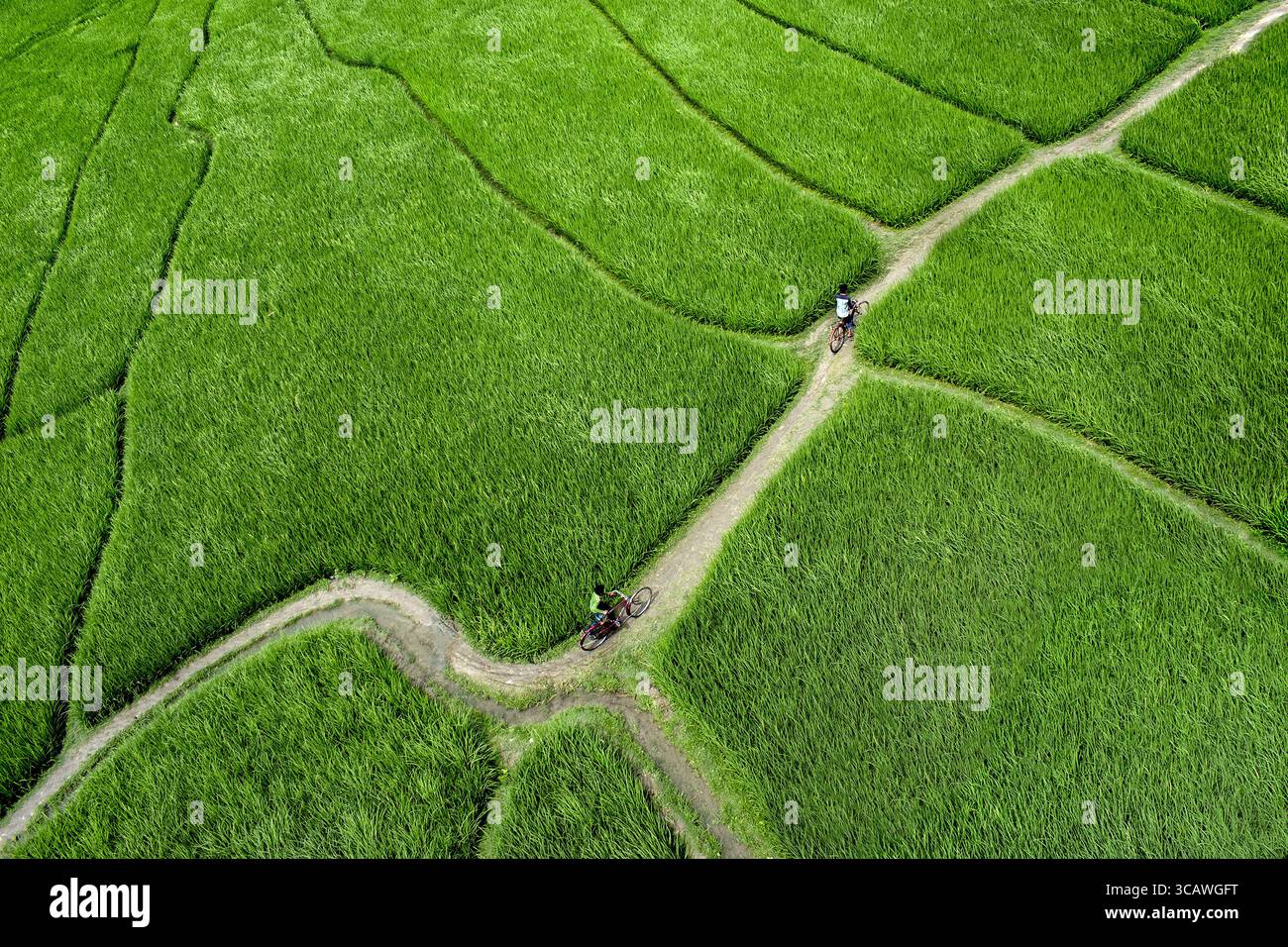 Chapai Nawabganj, Bangladesh - 4 aprile 2017: Veduta aerea delle vivaci risaie verdi intersecate da sentieri tortuosi, dove piccole figure si alternano in un mare di vegetazione verdeggiante. Foto Stock