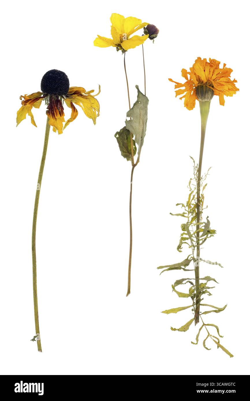 Calendula morta e fiori di girasole - foglie verdi secche e fiori gialli sfumati. Isolato su uno studio bianco Foto Stock