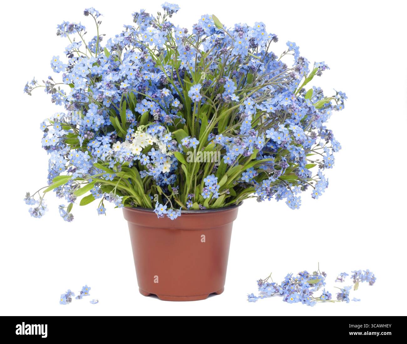 Grande bouquet di fiori blu di primavera "Forget-me-nots" (Myosotis) isolati su bianco Foto Stock