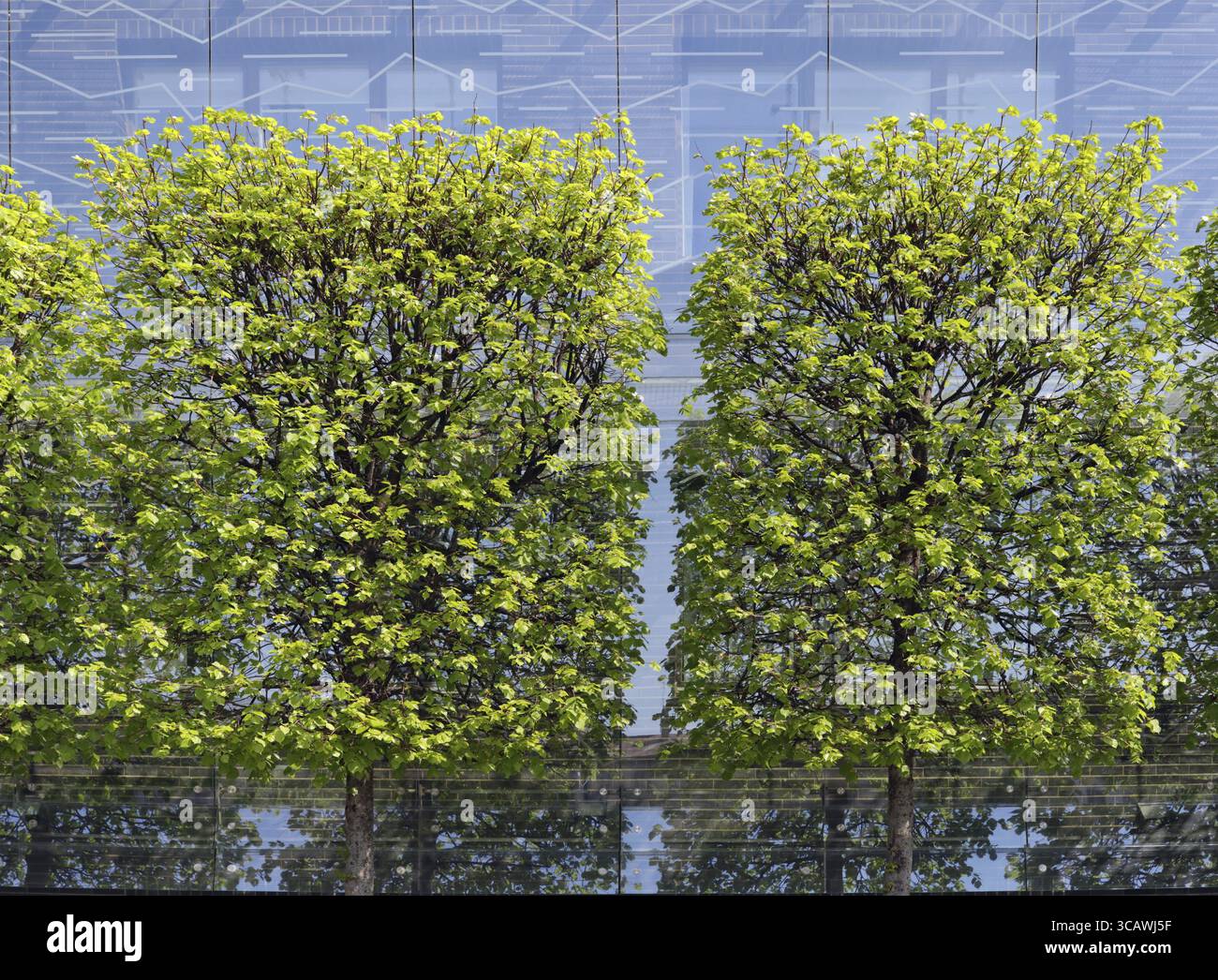 Square alberi di acero come un elemento di decoro moderno disegno urbano Foto Stock