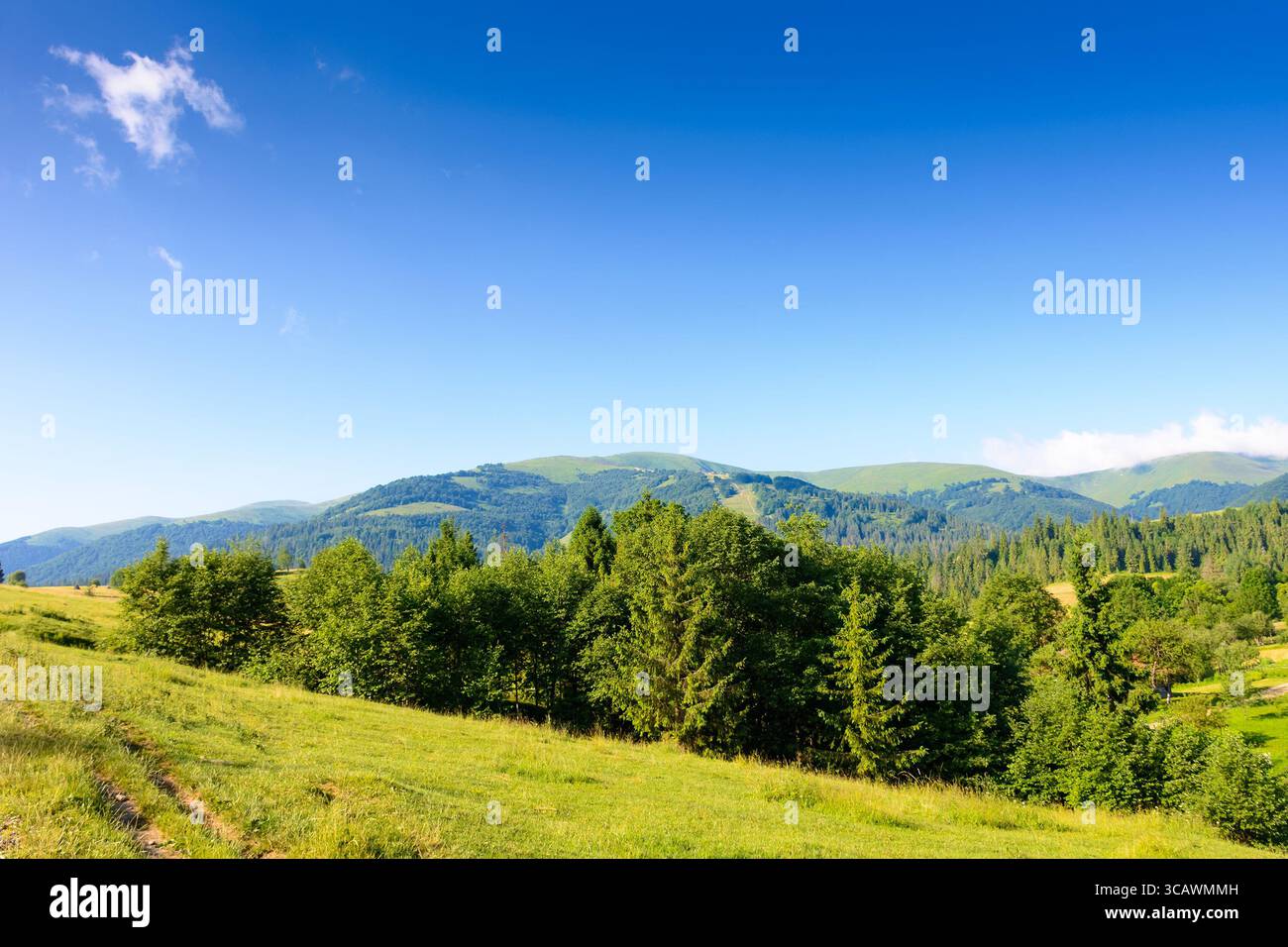 foresta sulla collina nel paesaggio di montagna in una mattina d'estate. splendido paesaggio di campagna con pascoli verdi e crinali distanti sotto il cielo blu Foto Stock