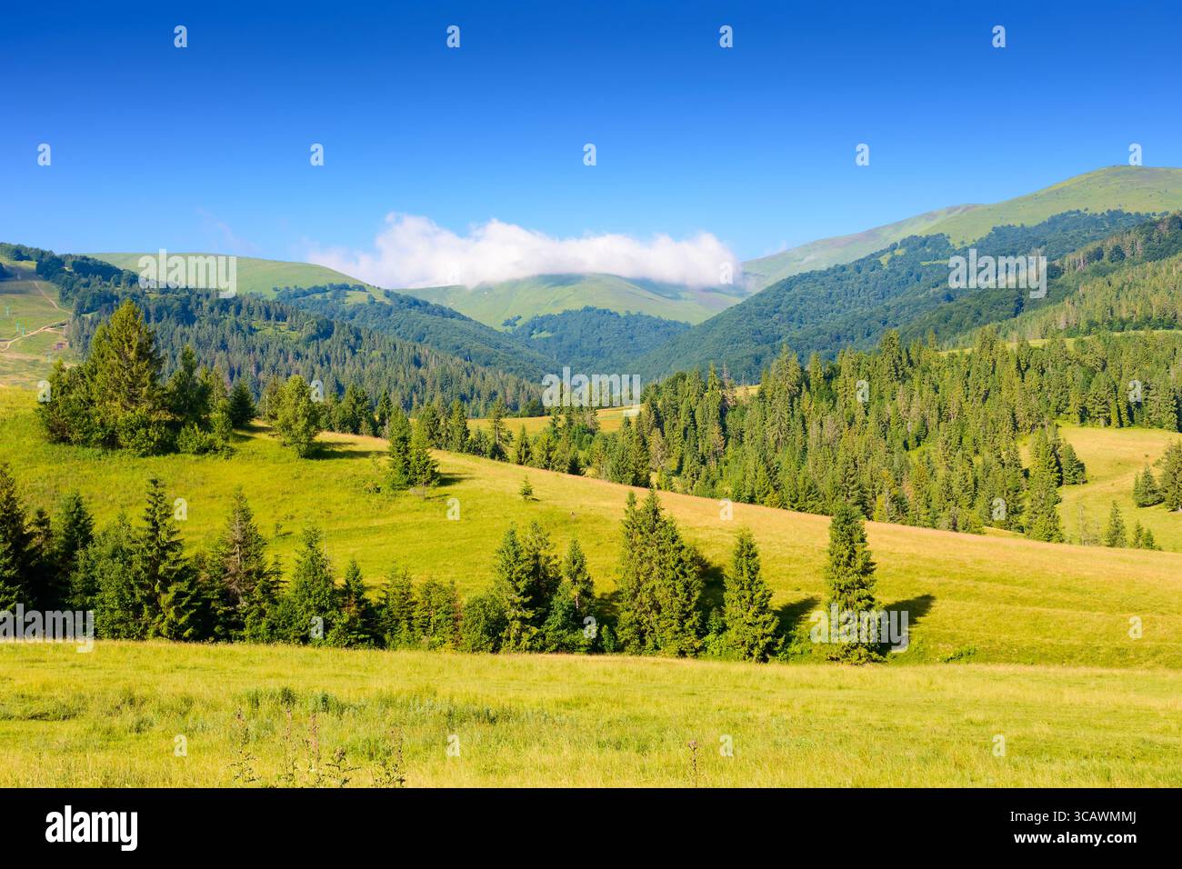 foresta sulla collina nel paesaggio di montagna in una mattina d'estate. splendido paesaggio di campagna con pascoli verdi e crinali distanti sotto il cielo blu Foto Stock