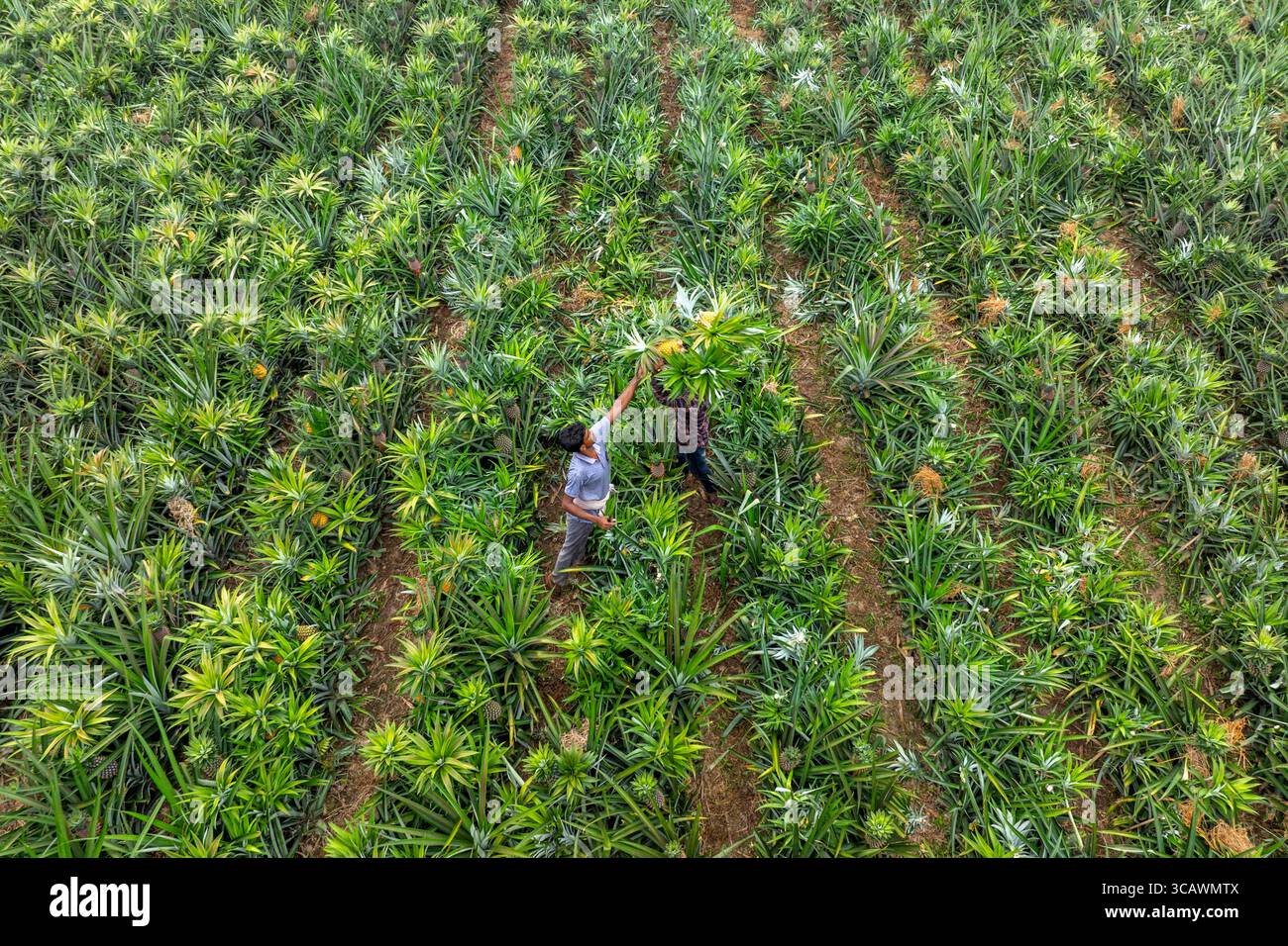Madhupur, Bangladesh - 27 agosto 2022: Veduta aerea dei lavoratori che raccolgono ananas maturi tra i lussureggianti campi verdi, creando un vivace arazzo della taglia della natura. Foto Stock