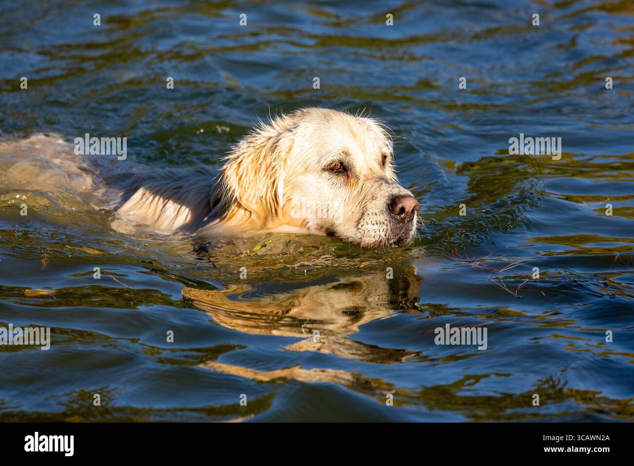 Vista ravvicinata di un cane labrador retriever che nuota Foto Stock
