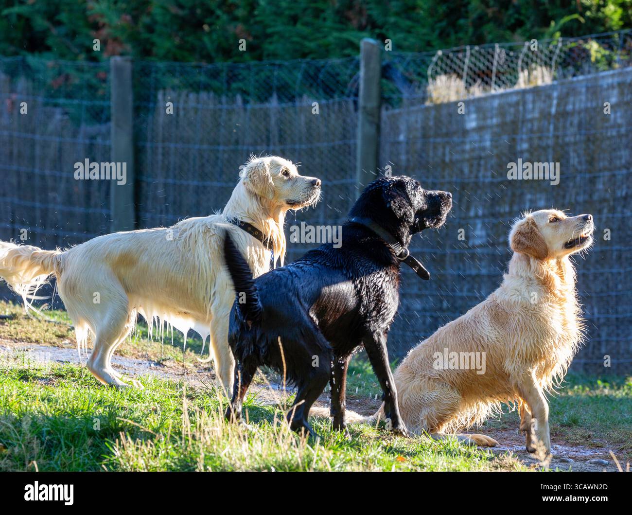Tre cani labrador bagnati dopo aver nuotato guardando sulla destra. Foto Stock