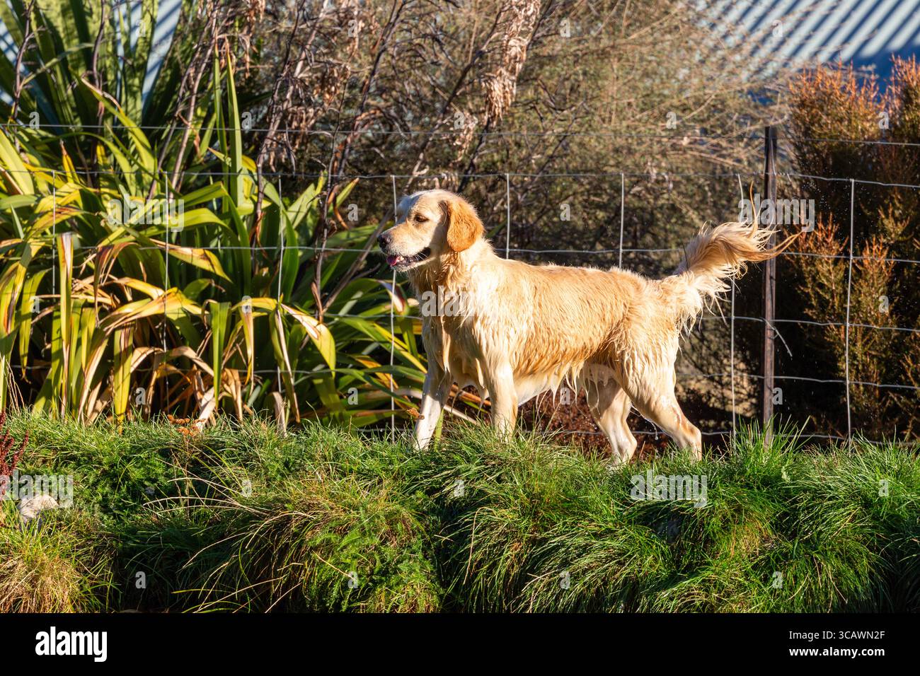 Un Golden Retriever bagnato in piedi con la coda sollevata. Foto Stock