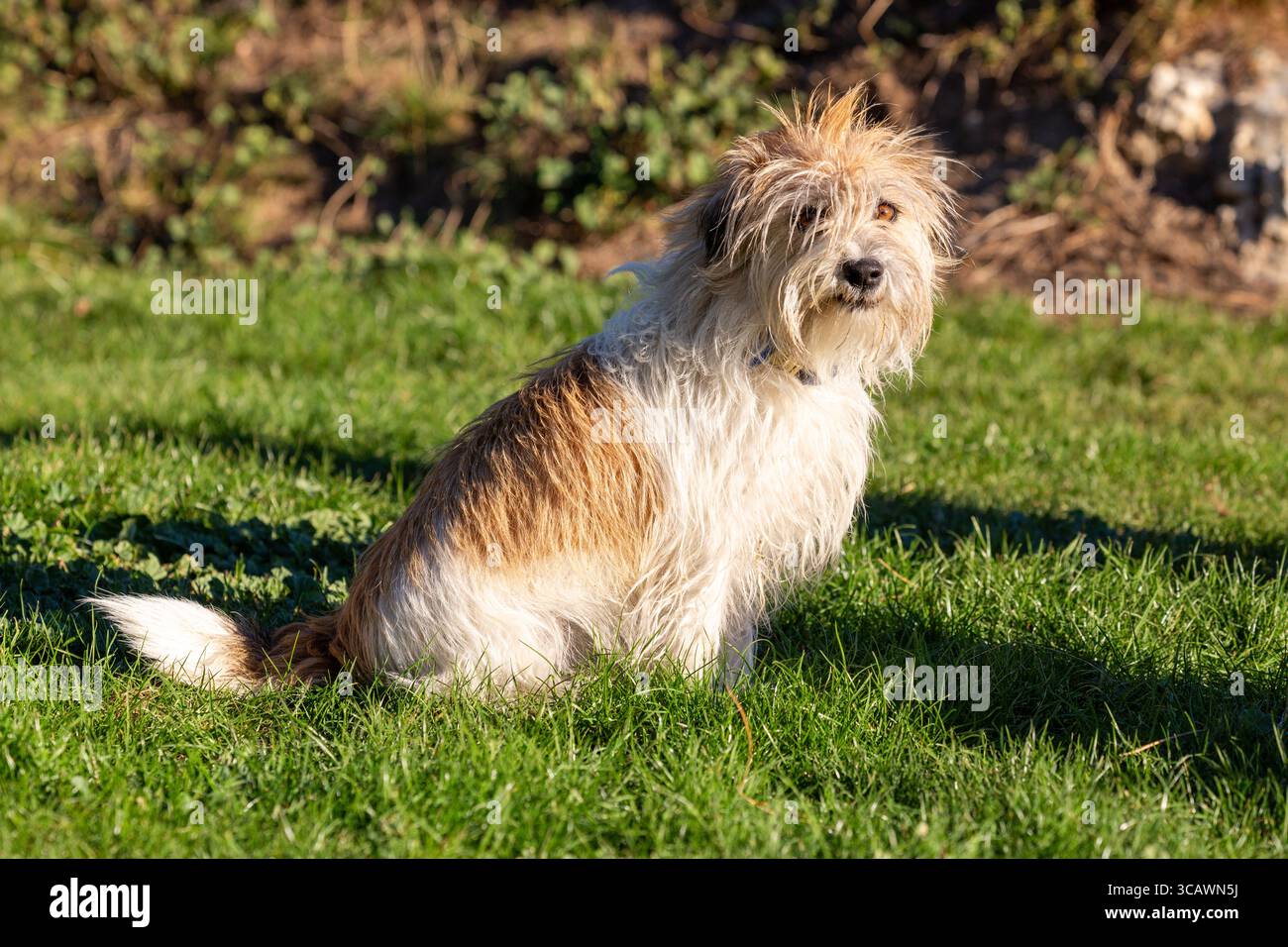 Un simpatico cane dai capelli lunghi seduto fuori sull'erba guardando verso la fotocamera Foto Stock