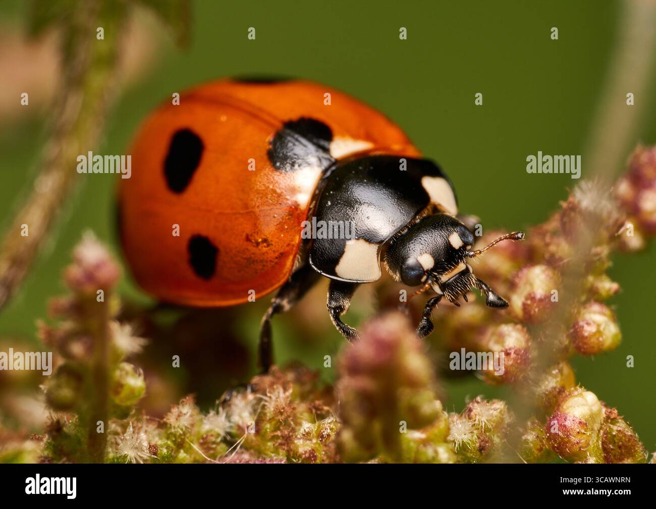 Una coccinella nel nostro prato Foto Stock