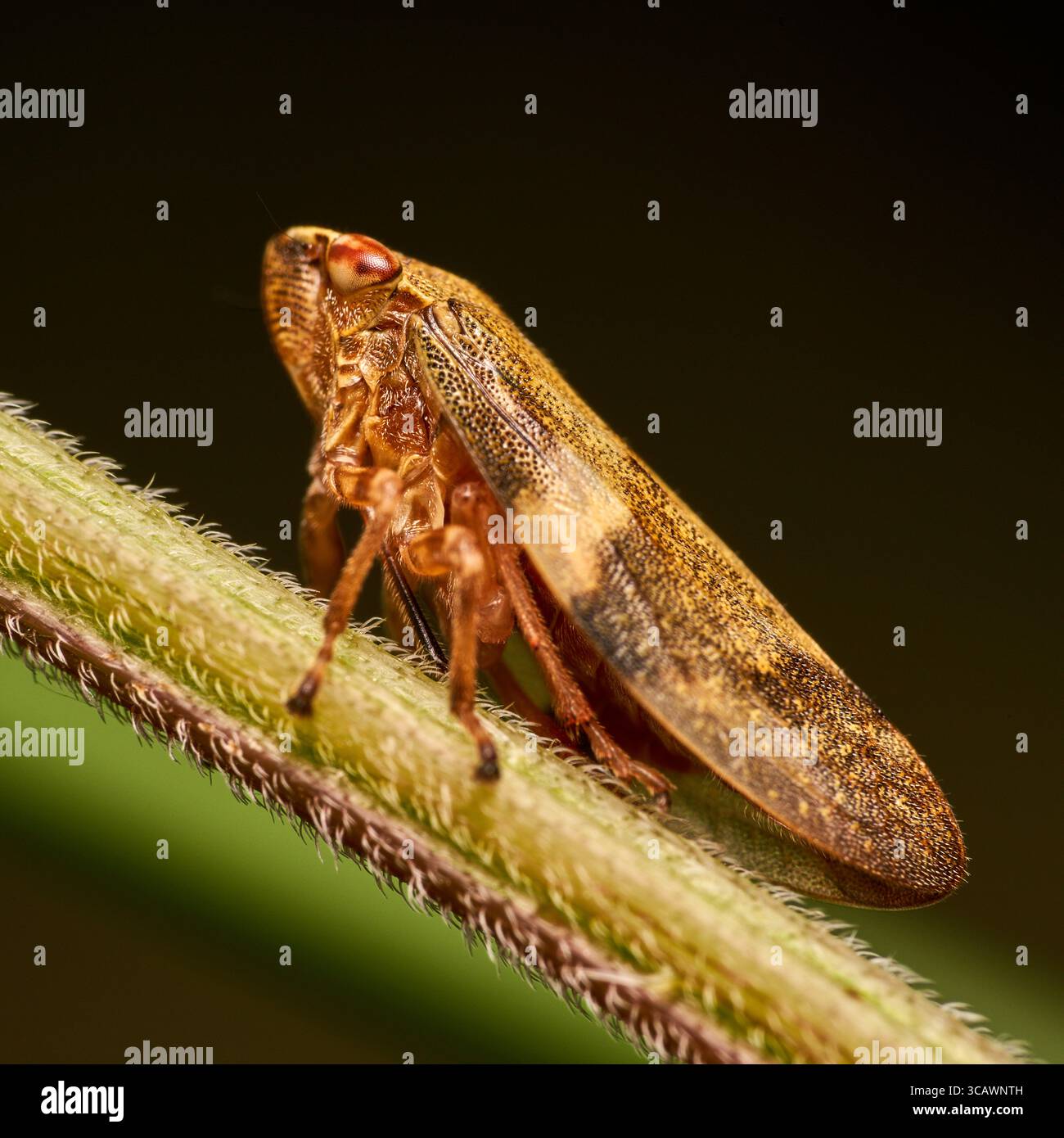 Una cicala di schiuma prato si riscalda su una lama d'erba all'alba. Foto Stock