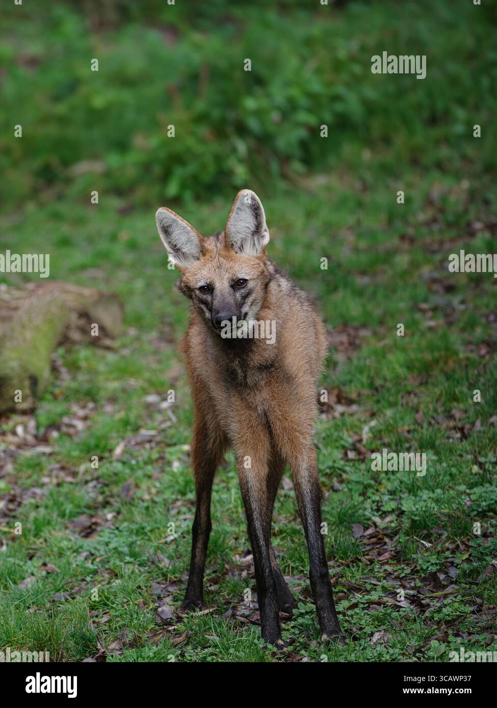 Maned Wolf cammina attraverso la foresta Foto Stock