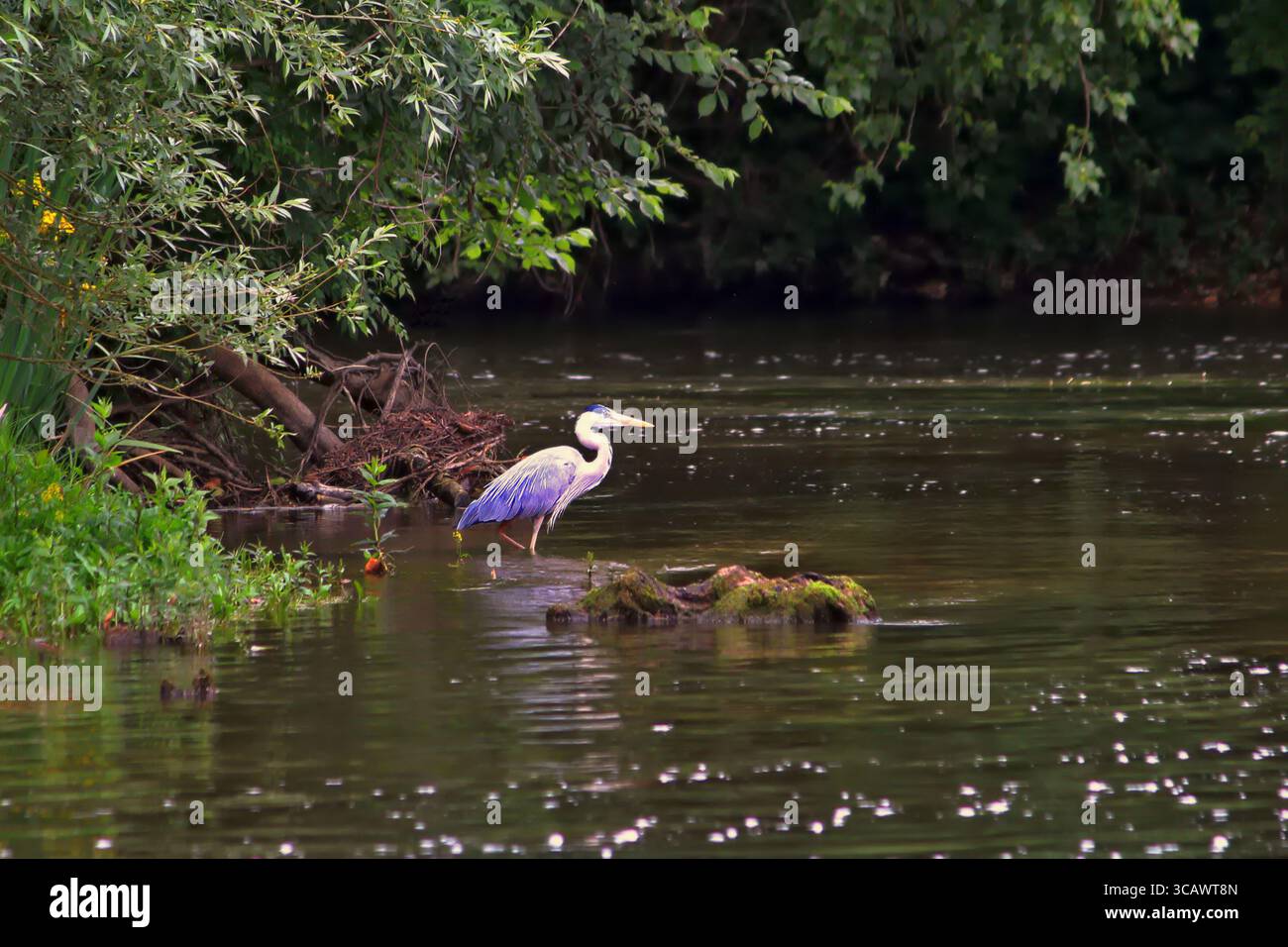 Le héron gris ou cendré (Ardea cinerea), est un oiseau aquatique de l'ordre des échassiers que l'on trouve dans les régions humides du monde entier. Foto Stock