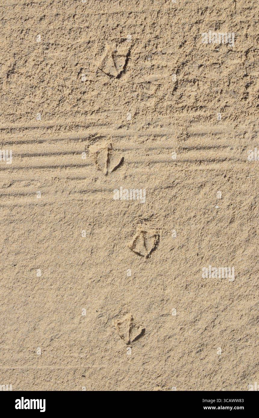 Tracce di un gabbiano e un motociclo erano impressi sulla sabbia di mare. Soleggiata giornata di primavera sfondo all'aperto Foto Stock