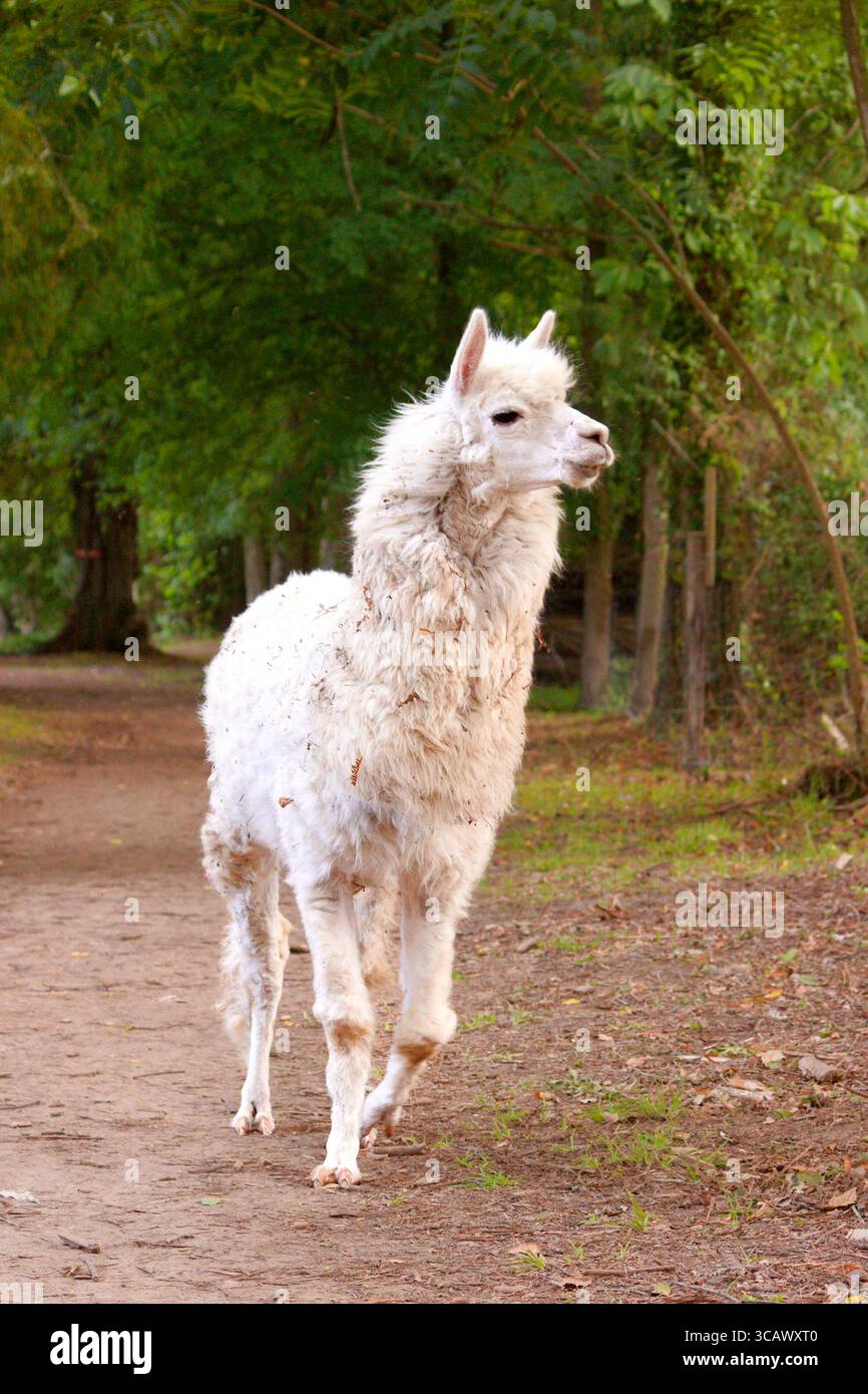 Le lama blanc, più Simplement lama, une espèce de Camélidés d'Amérique du Sud, ses origines lointaines ont été reées jusqu'en Amérique du nord. Foto Stock