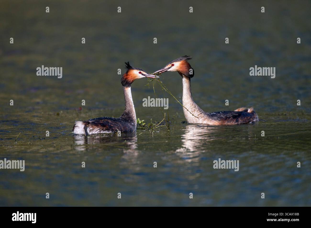 Great Crested Grebe; Podiceps Cristatus; Pair display; UK Foto Stock