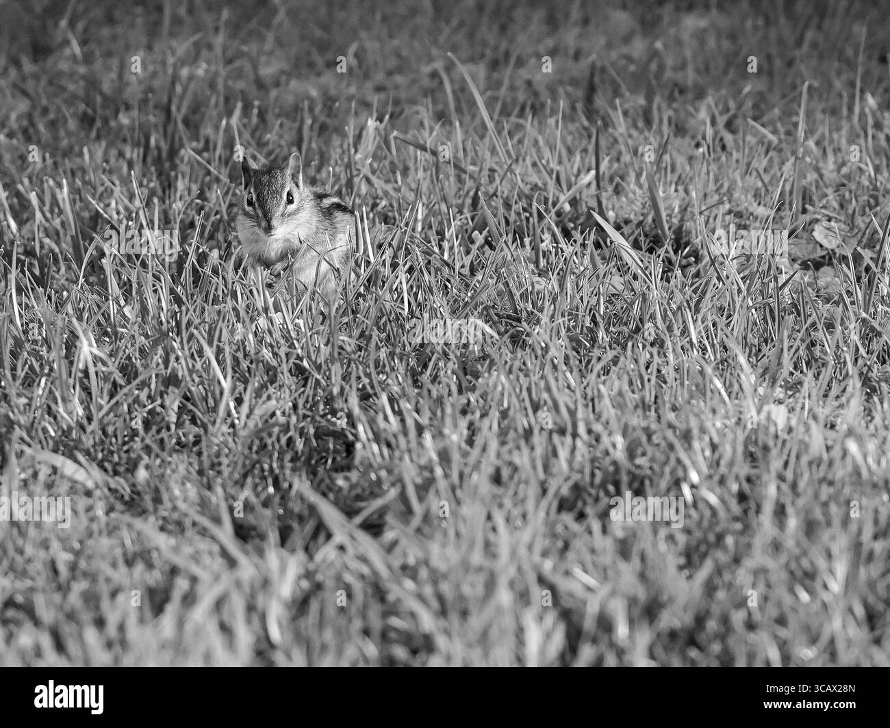 Una foto in bianco e nero della fauna selvatica di un chipmunk seduto all'erta in erba alta, catturata alla luce naturale a Sandy Hook, New Jersey, Foto Stock