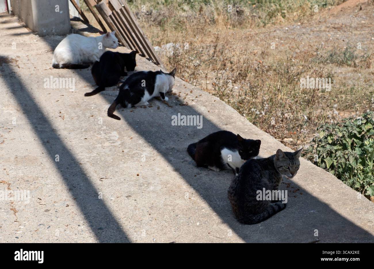 Gatti a Creta. Nel caldo di mezzogiorno, gli animali cercano ombra. Foto Stock