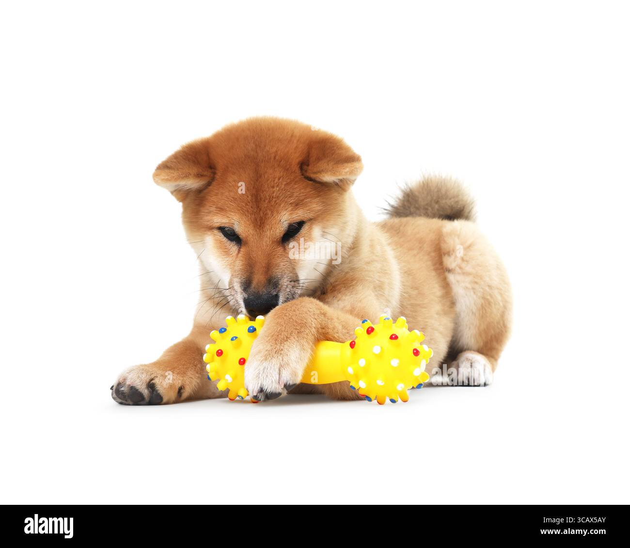 Simpatico cane Shiba Inu che gioca con il giocattolo su sfondo bianco Foto Stock