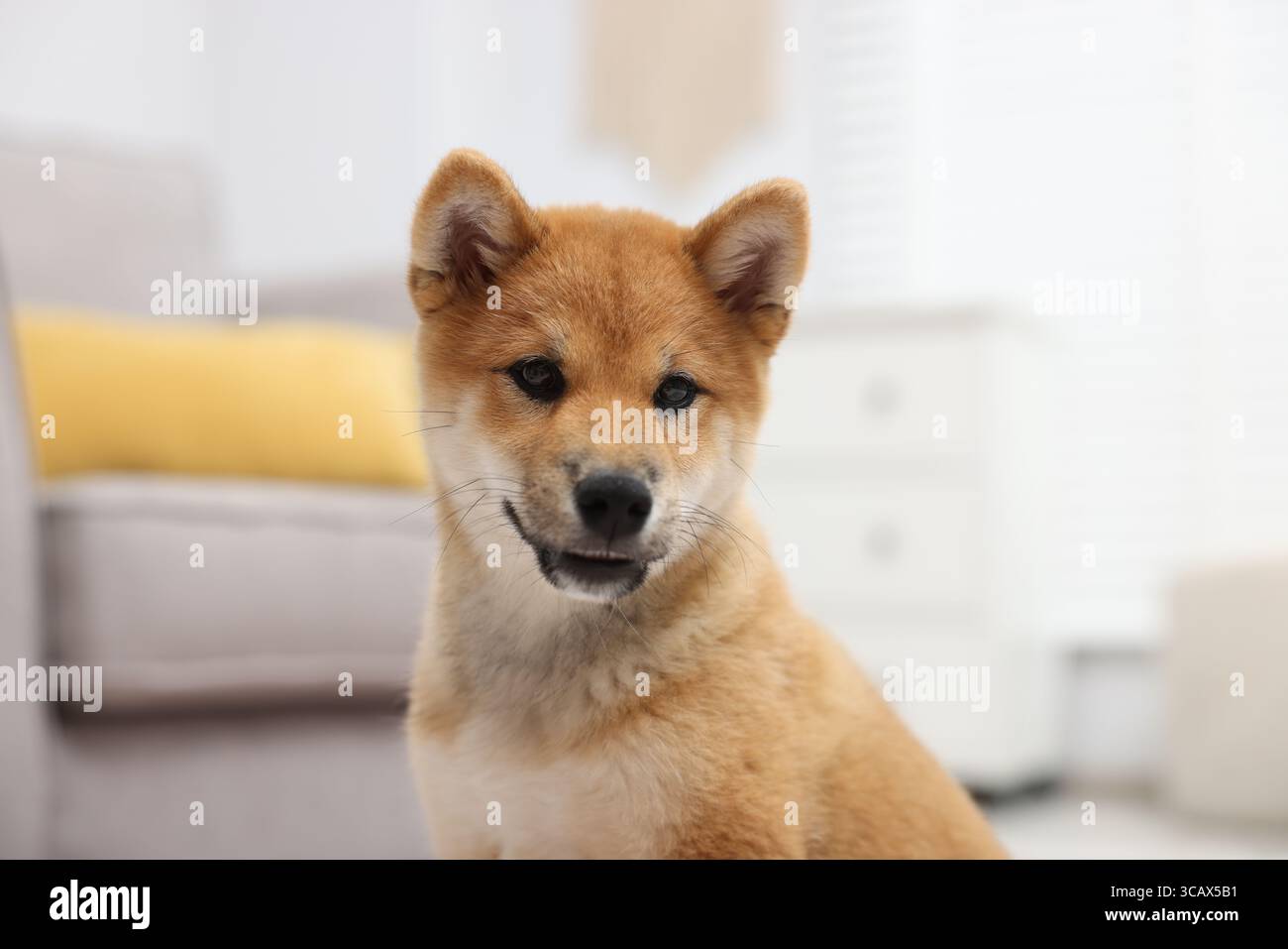 Ritratto del cane Shiba Inu su sfondo sfocato Foto Stock