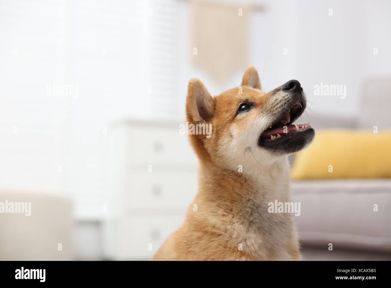 Simpatico cane Shiba Inu su sfondo sfocato Foto Stock